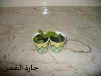 حلو الشتلات بالأكواب لمانقو.jpg