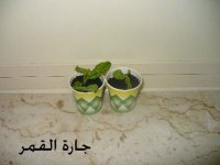 حلو الشتلات بالأكواب لمانقو2.jpg