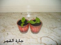حلو الشتلات لمانقو.jpg