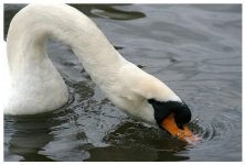 Swan.JPG