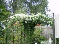 clematis_1.jpg