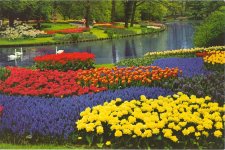 Keukenhof1.jpg