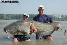 CatFish.jpg