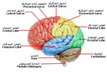 الدماغ 2.jpg