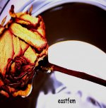 rose in the water.jpg