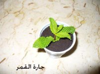 الشكل النهائي لحلي الشتلات.jpg
