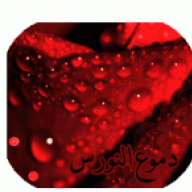 دموع النورس