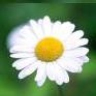 White Blossom