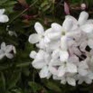 jasmin flower