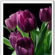 flowers_q8