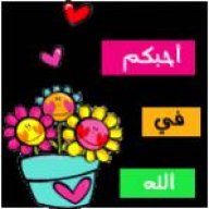 صدى النورس