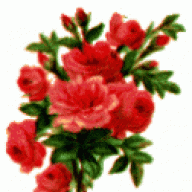 عيون نجديه