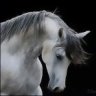 شقره ودلوعه