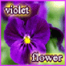 violet flower