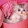 PiNk CaT__1988