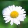 White Blossom