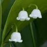 ~*may lily*~