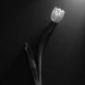 White-tulip