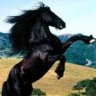 Black_Horse