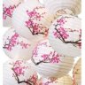 cherry blossoms