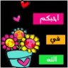 صدى النورس