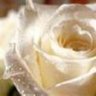 ღ white rose ღ