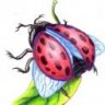 Lady Bug