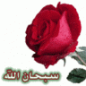 غلا السعودية محتويني