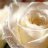 ღ white rose ღ